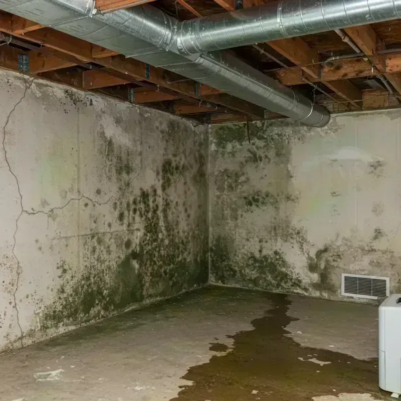 Professional Mold Removal in Maryland Heights, MO